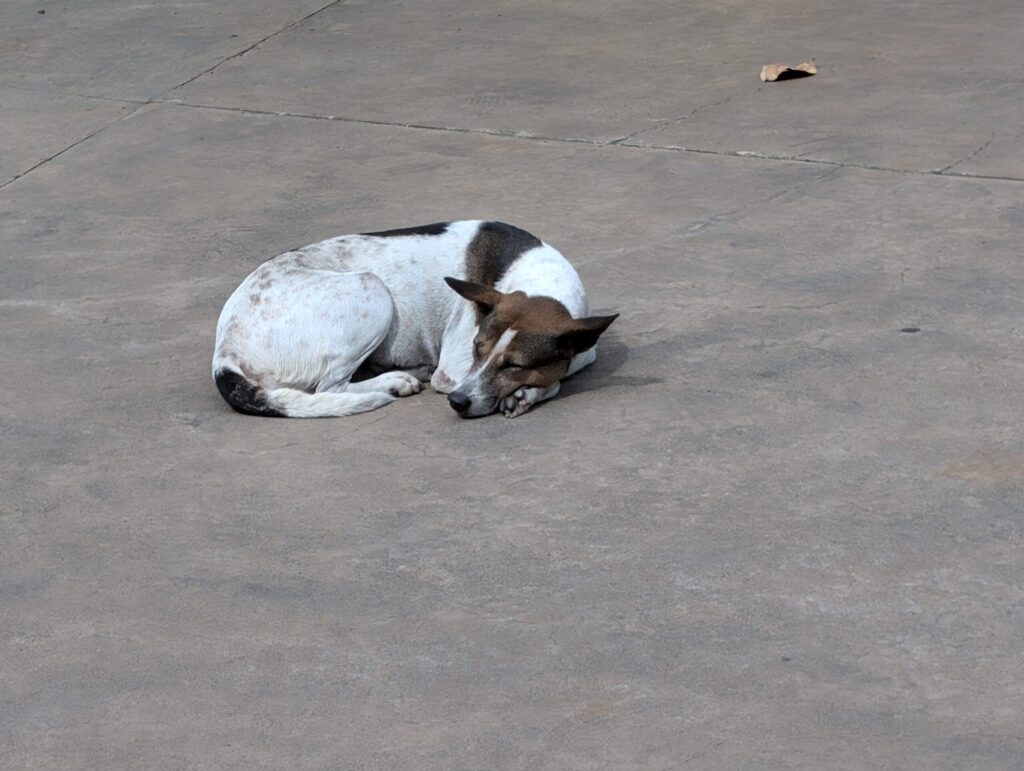 セブ島　野犬